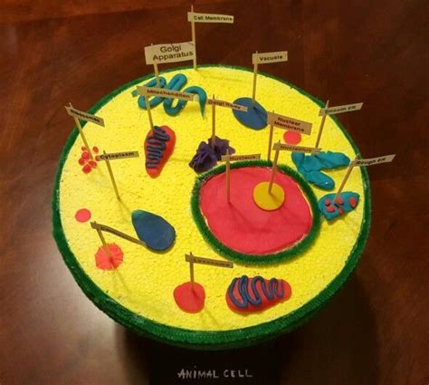 3d animal cell project~~creative and fun. Animal Cell Project Styrofoam clay | Animal cell, Animal ...