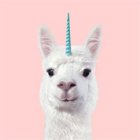 Alpaca Unicorn Wallpaper Happywall