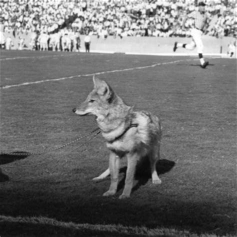 Nc state mr wuf mascot gif. NCSU Timelines