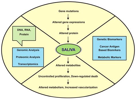 Proteomes Free Full Text Advances Of Salivary Proteomics In Oral