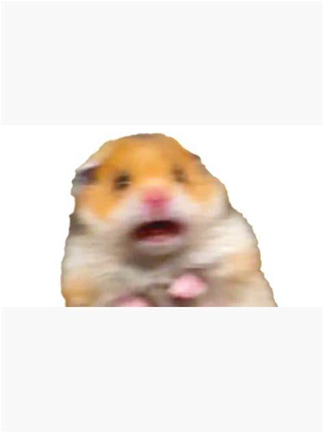 Scared Hamster Meme Cap For Sale By Helpmepayrent Redbubble