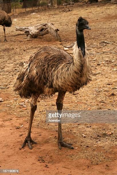 Emu Legs Photos And Premium High Res Pictures Getty Images