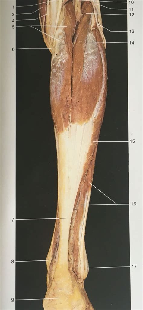 The lateral compartment of the leg is supplied by the superficial fibular nerve (superficial peroneal nerve). Dorsal aspect muscles of lower leg: 14&5:gastrocnemius, 12 ...