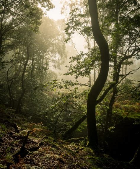Ultimate Guide To Forest Photography Tips And Tricks