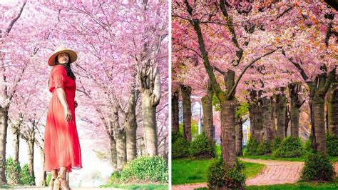 This Cherry Blossom Trail Near Toronto Takes You Through A Pink