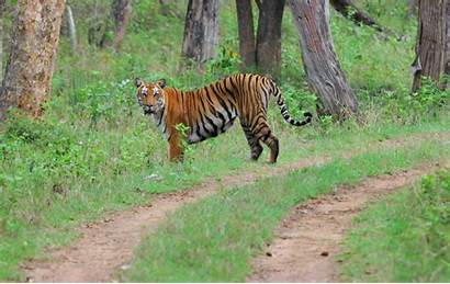 Bandipur National Park Wildlife Periyar Sanctuary Parks
