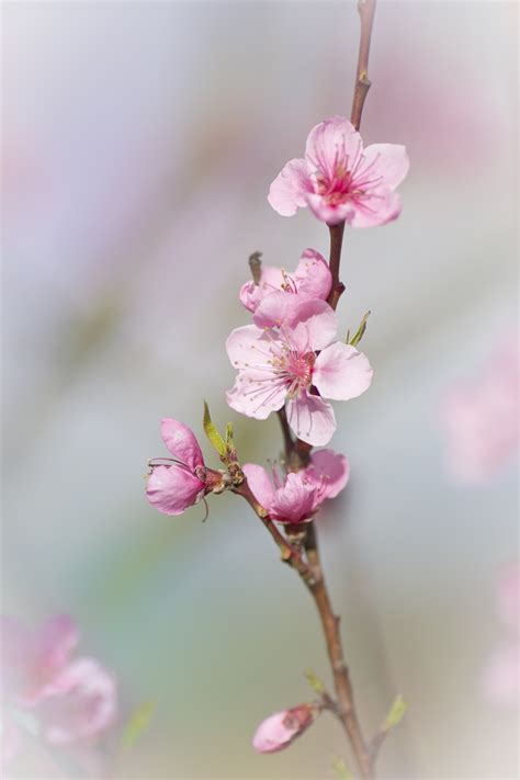 Japanese Cherry Blossom Photography 2018 Cherry Blossom Photo Tour Of