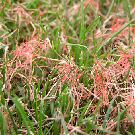 Guide To The 10 Most Common Lawn Diseases Myhometurf