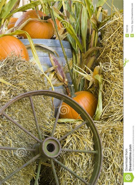Fall Harvest Display Stock Photo Image Of Harvest Nature 7932130