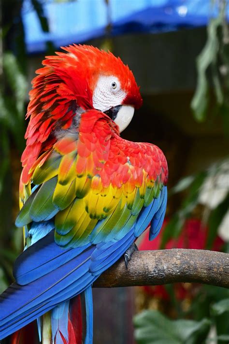 Australian Parrot Pictures | Download Free Images on Unsplash
