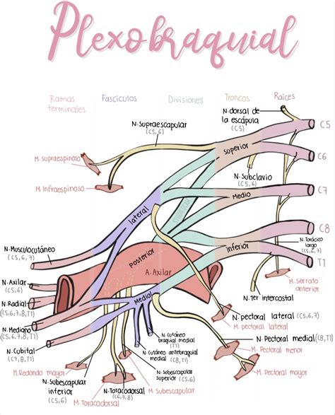 Nerve Drawings The Brachial Plexus And Its Course Through The Upper