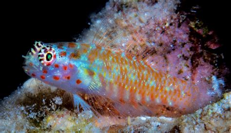 The Painted Face Dwarf Goby Is Your New Nano Species Of