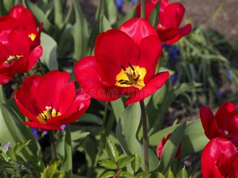 Tulips Are Colorful Spring Flowers On A Sunny Day Stock Photo Image