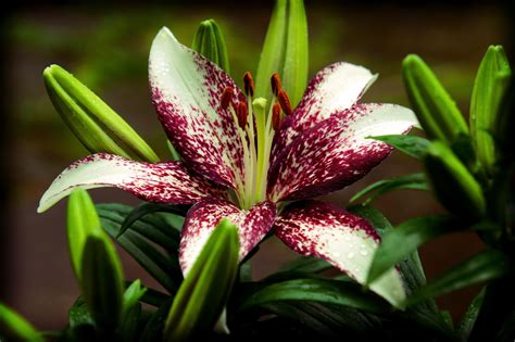 Flower Homes Asiatic Lily Flowers