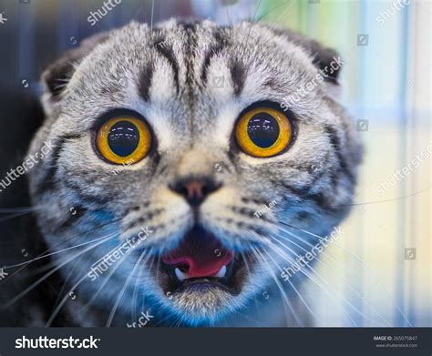 Cute Shocked Cat Stock Photo 265075847 Shutterstock