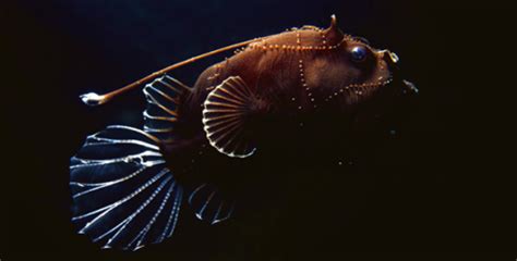 10 Facts About Deep Sea Creatures Fact File