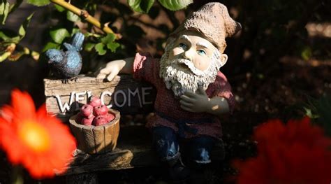 Best Garden Gnome Backyard Boss