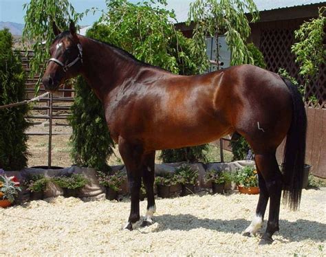 hungarian warmblood horse info origin history pictures