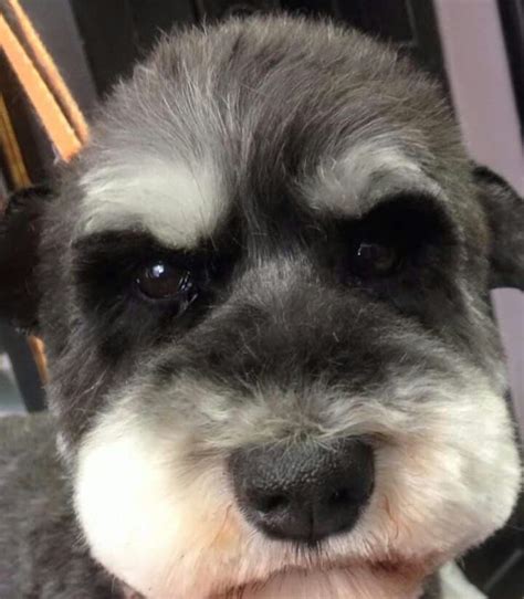 Why Do Schnauzers Have Beards
