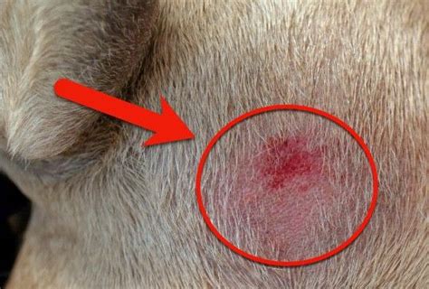 French Bulldog Hotspots What Are They And How To Treat These Ailments