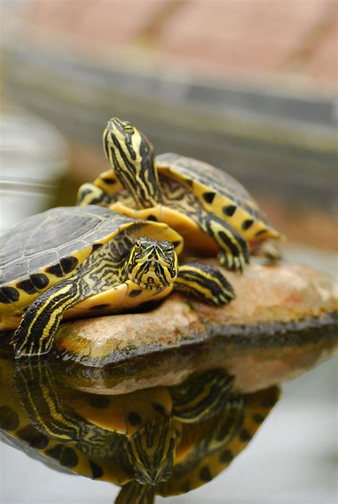 Pet Turtles That Stay Small And Look Cute Forever Pet Ponder