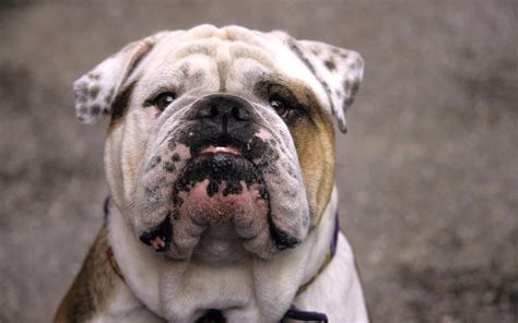 English bulldog wallpapers and images - wallpapers, pictures, photos