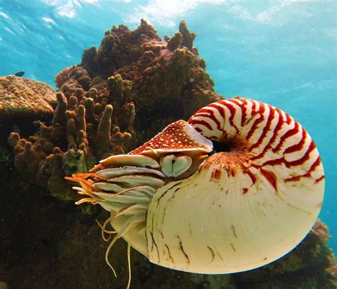 Nautilus Is The Common Name Of Pelagic Marine Mollusks Of The