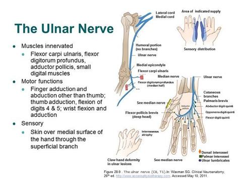 Muscle Innervation Of The Ulnar Nerve
