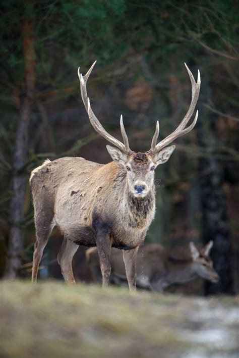 Majestic Red Deer Stag In Forest Animal In Nature Habitat Stock Photo