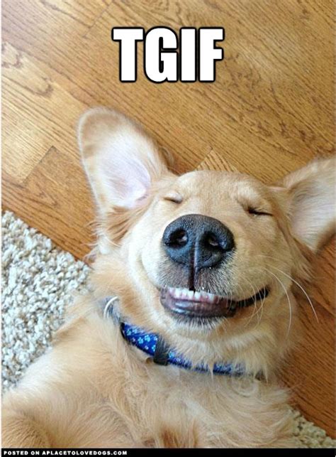Almost T T And Weekend Funnies Smiling Dogs