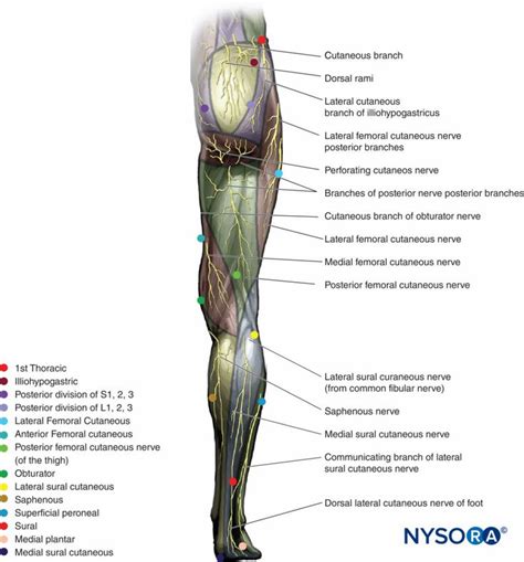 Cutaneous Innervation Of The Lower Extremity Posterior View Lower