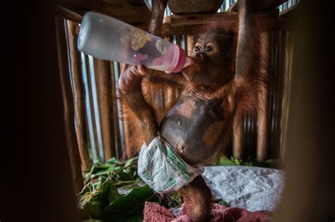 Nurturing Orangutans Left Orphaned And Homeless By Blazes The New