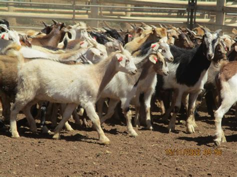 Goat Price Slide Drops Auctionsplus Commercial Listings Sheep Central