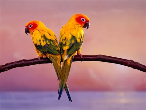 Cell Phone Wallpapers Beautiful Birds Wallpapers