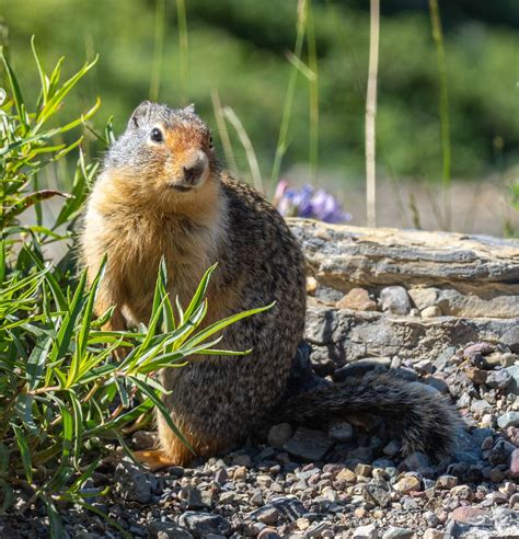 Columbian Ground Squirrel In Glacier National Park Smithsonian Photo