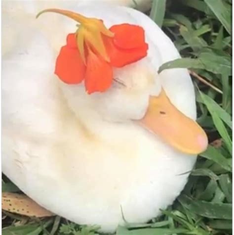Always The Same Image Of A Duck With A Flower On Her Head D