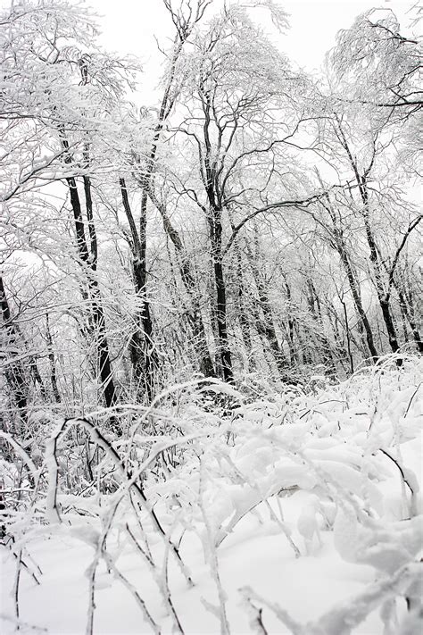 Frozen Forest Free Stock Photos Life Of Pix