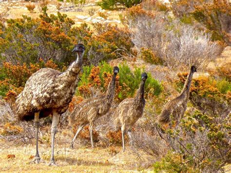Emu oil hair loss study for regrowth. Using Emu Oil for Hair Loss or Hair Growth? Read This.