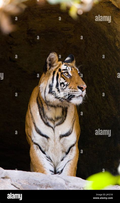 Tigre Du Bengale Sauvage Dans La Grotte Inde Parc National De