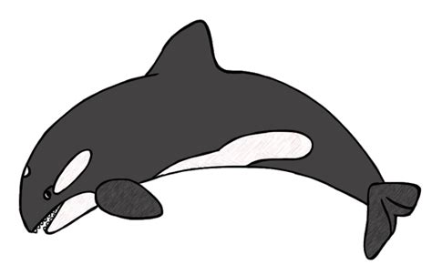 Simple Whale Drawing Free Download On Clipartmag