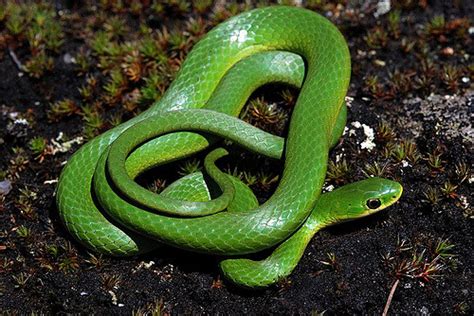 Smooth Green Snake Facts And Pictures