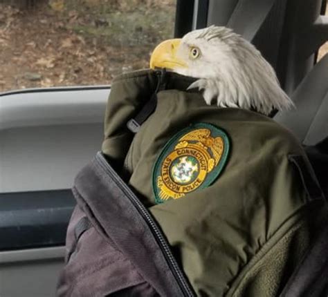 Bald Eagle With Injured Wing Rescued By Hiker In Thomaston