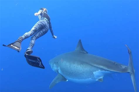 Swimming With A Giant Great White Shark Wordlesstech Great White Shark Largest Great White