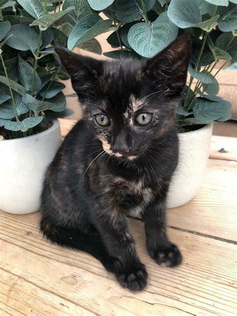 To capture the fine coat and physique of the siberian and the blue eyes and colorpoint of the siamese. Beautiful BSH/Siamese tortoiseshell cross female kitten ...