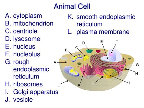 Animal Cells Cell Lysosome Biology Journal Cell Structure And