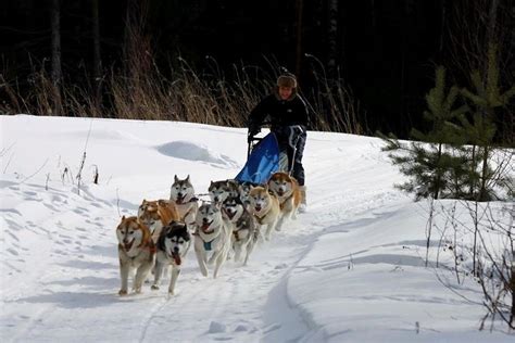 2024 Dog Sledding Near Moscow Provided By Top Step Travel