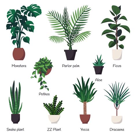 Vector Set Of Various Common Indoor Ornamental Plants With Names