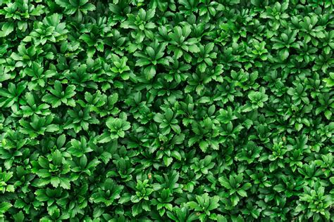 How To Grow And Care For Japanese Pachysandra