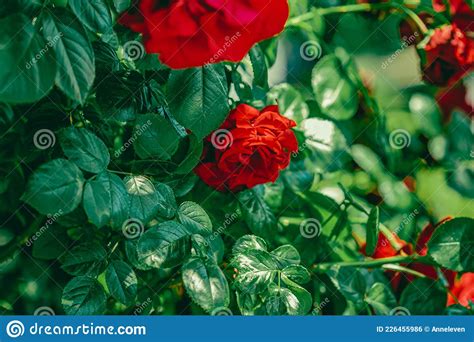 Red Roses In Beautiful Flower Garden As Floral Background Stock Photo