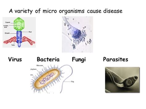 Virus Bacteria And Fungi Aeefa An E Learning Platform